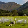 Sheep Yard Panel Scenario Application